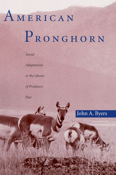 American Pronghorn: Social Adaptations and the Ghosts of Predators Past